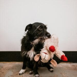 Dog Toys and Accessories