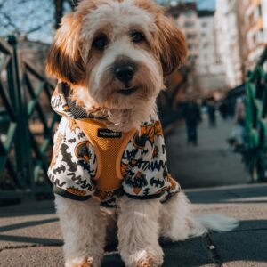 Dog Apparel