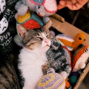 Toys and Accessories