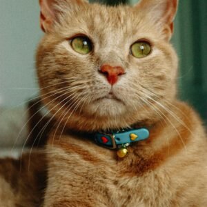 Cat Collars