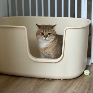 Litter Boxes and Litter