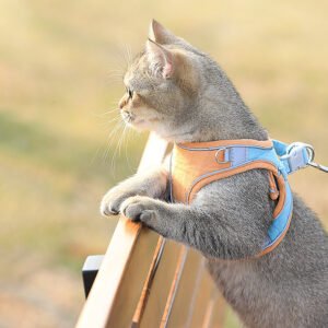cat-traction-rope-and-chest-harness