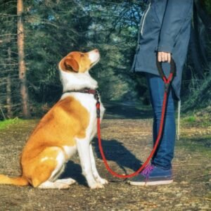 reflective-nylon-dog-leash