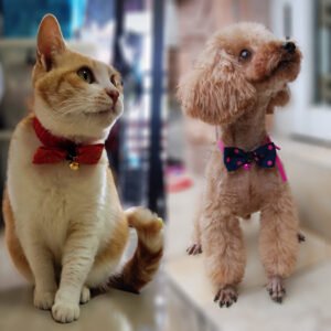 pet-accessories-pet-bow